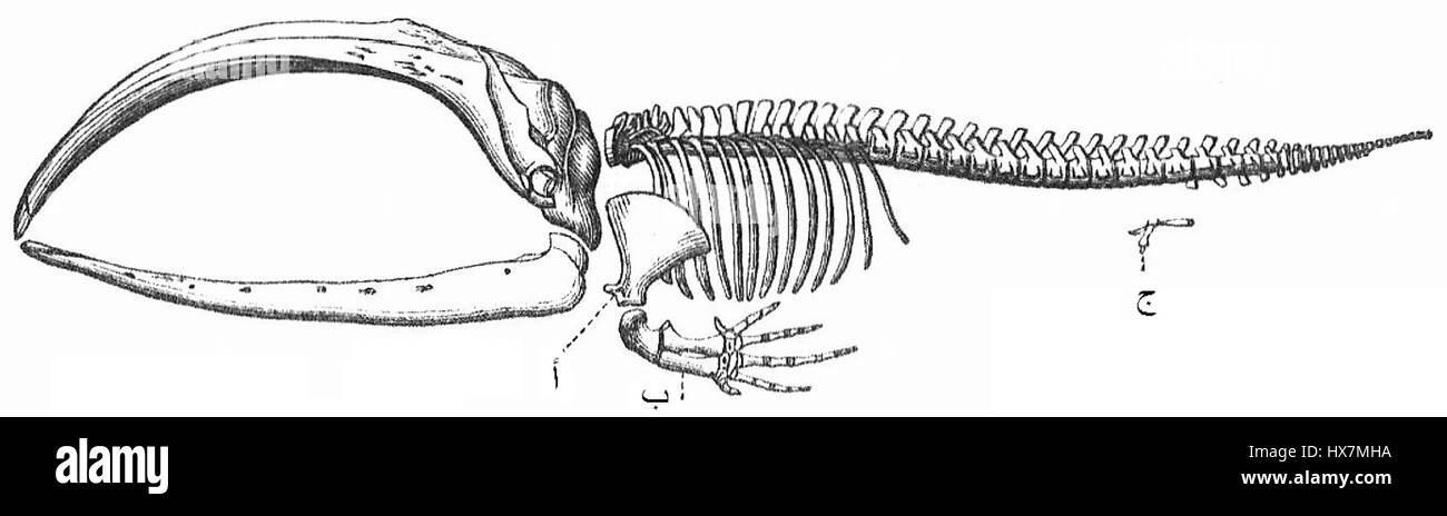 Ein Walskelett, insbesondere ein Bartenwal, mit beschrifteten Teilen wie dem Schulterblatt, dem Vorderbein und Überresten des Hinterbeins, aus Meyers Konversionlexikon, 1988 überarbeitet. Stockfoto