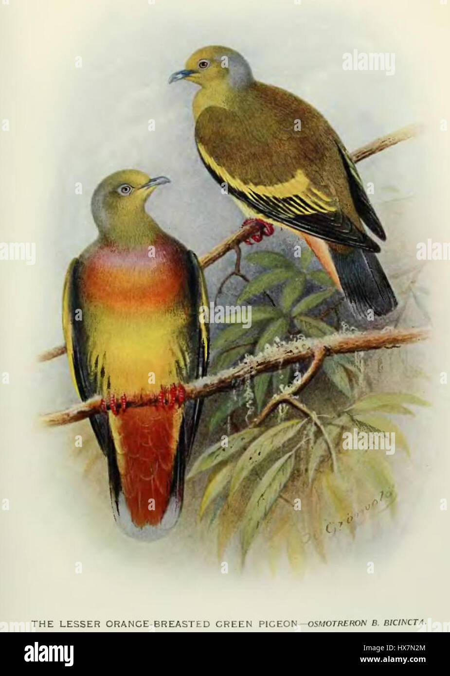 Treron bicincta, auch bekannt als Bicinctus-Taube, ist eine in Südostasien vorkommende Taubenart. Dieser Vogel zeichnet sich durch seine besondere Färbung und seinen Lebensraum in tropischen Wäldern aus. Stockfoto