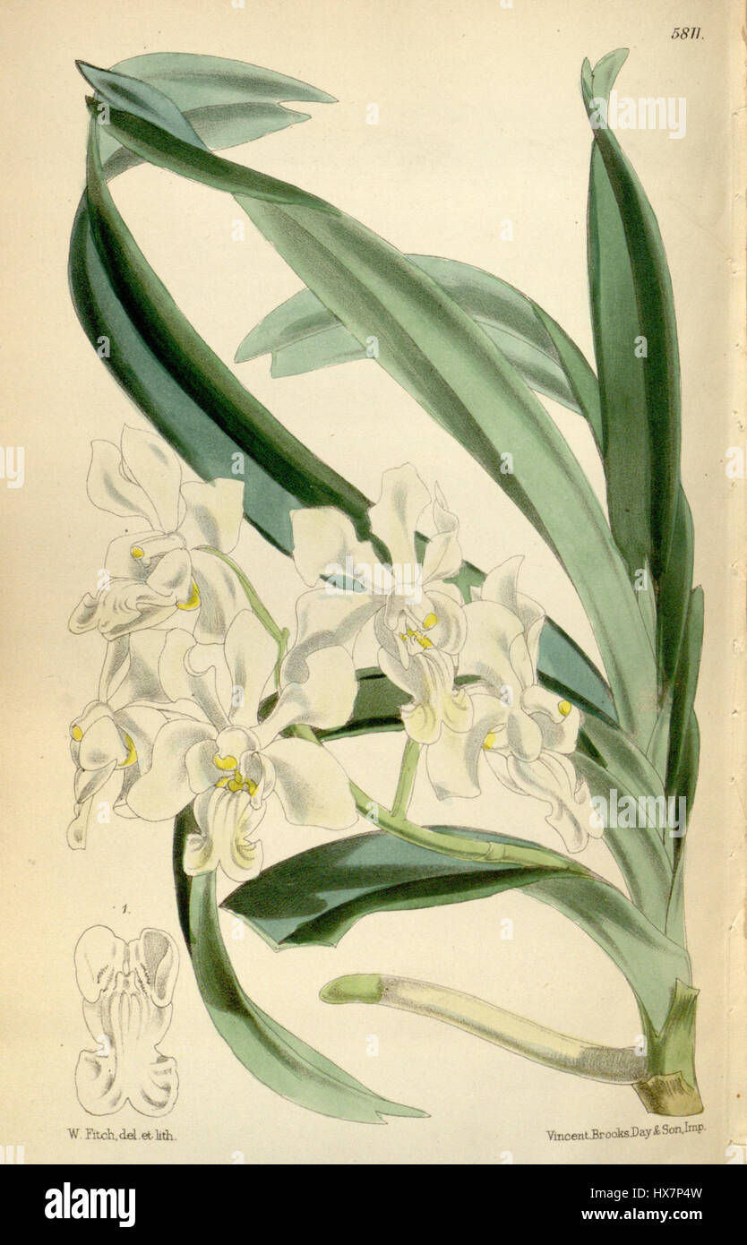 Vanda denisoniana Stockfoto