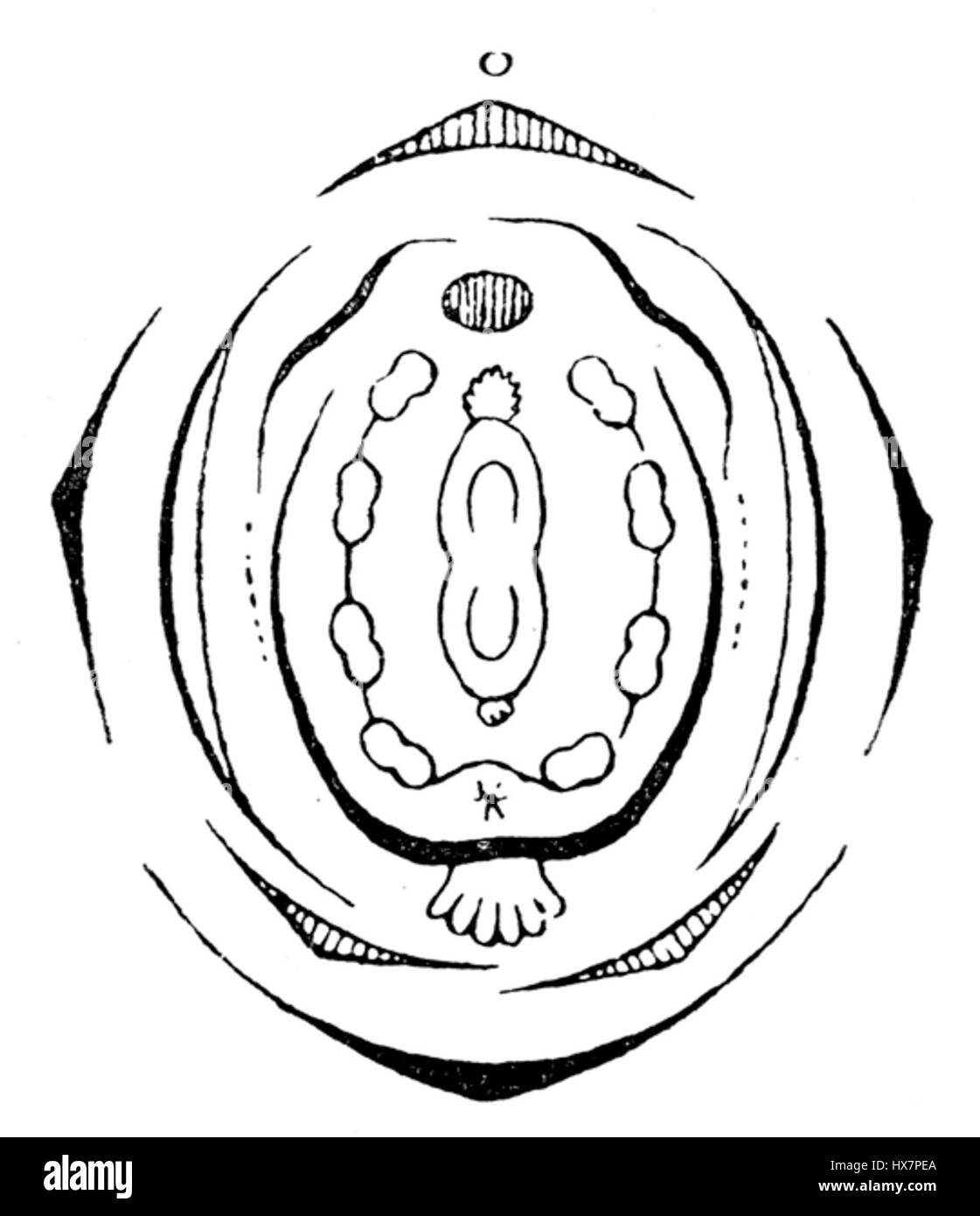 Polygala myrtifolia ist eine blühende Pflanze, die im südlichen Afrika beheimatet ist. Das Diagramm veranschaulicht die Struktur der charakteristischen Blüten mit leuchtenden violetten und weißen Blüten, die für die Art charakteristisch sind. Stockfoto