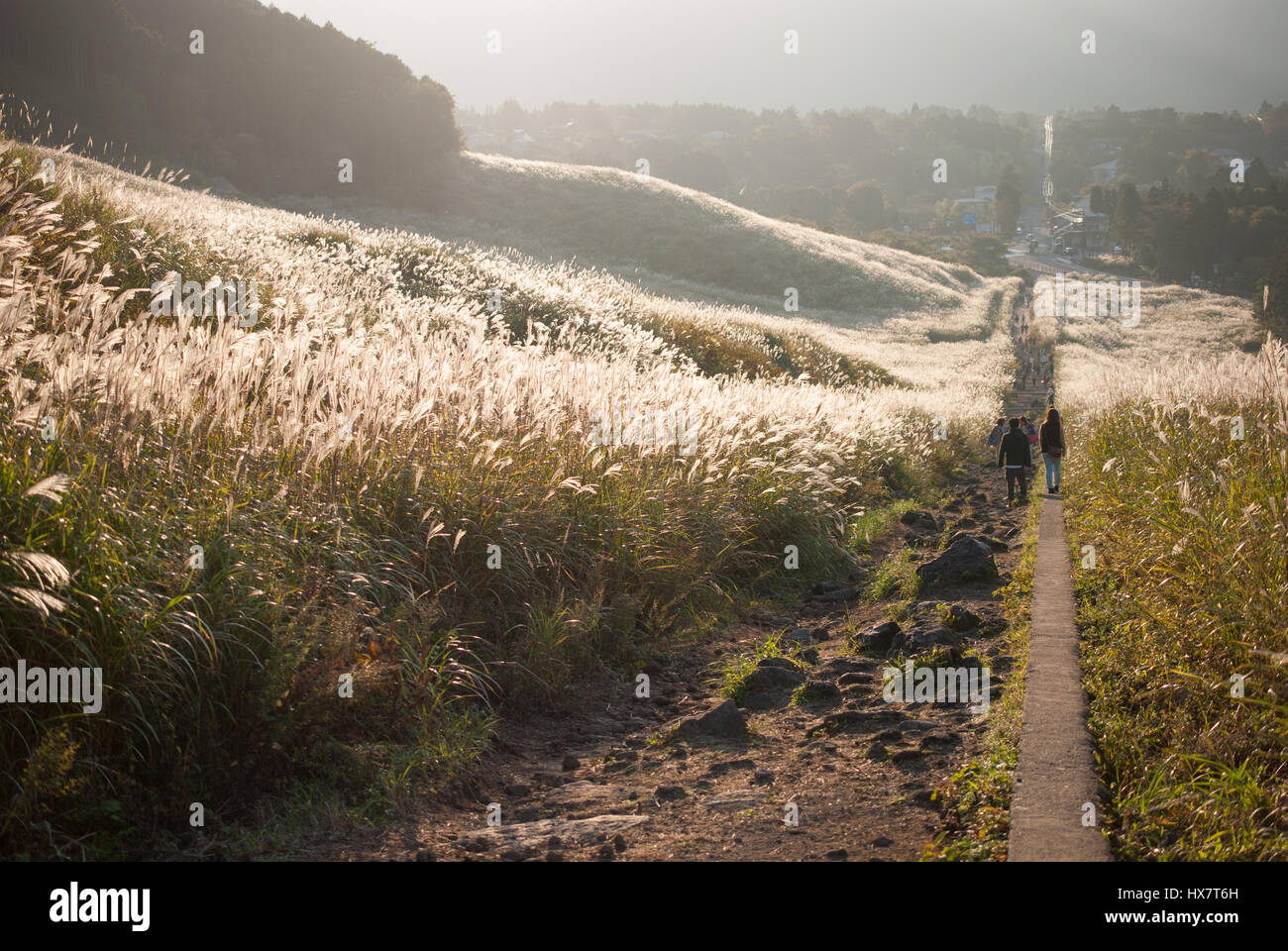 Silber Rasen in Hakone, Japan Stockfoto