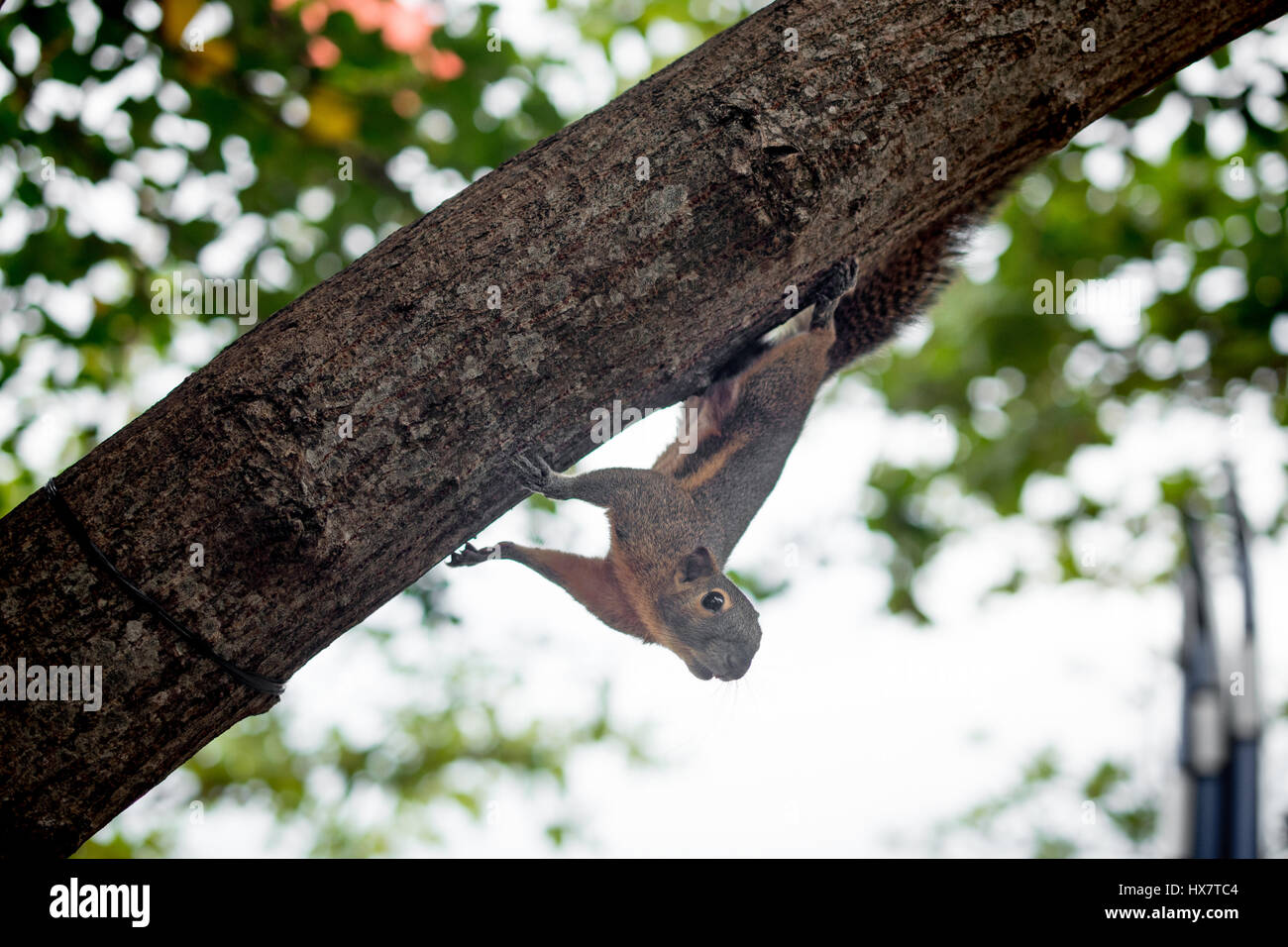 Eichhörnchen klettern den Baum Stockfoto