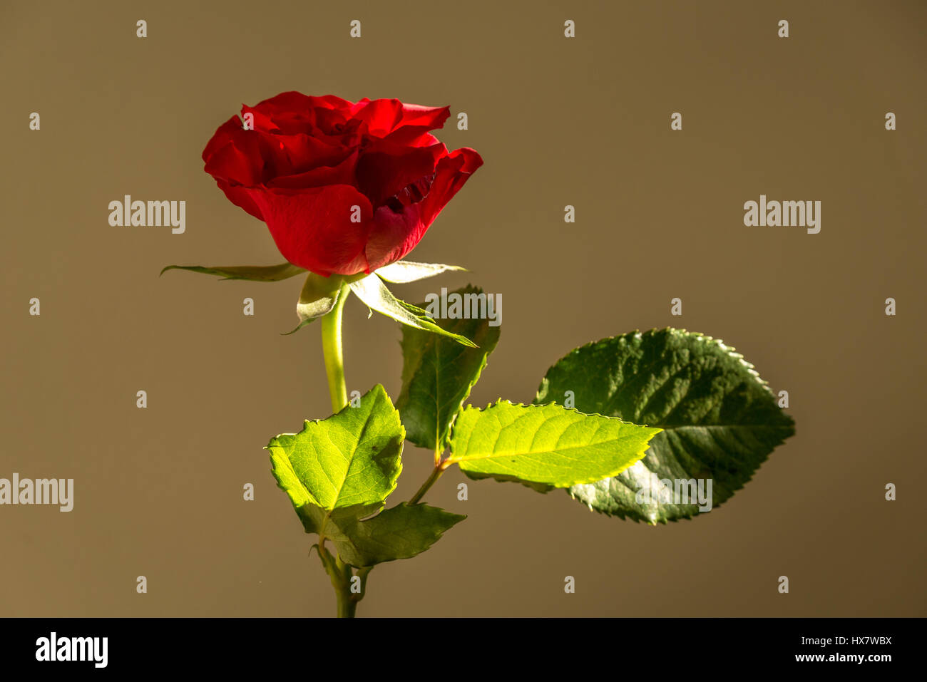Eine einstämmig rote Rose, Rosaceae von Sonnenlicht beleuchtet Stockfoto