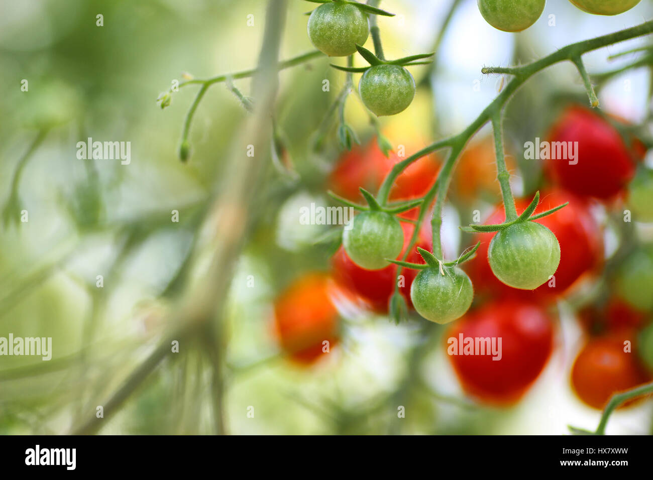 Tomaten am Zweig Erntegut Stockfoto