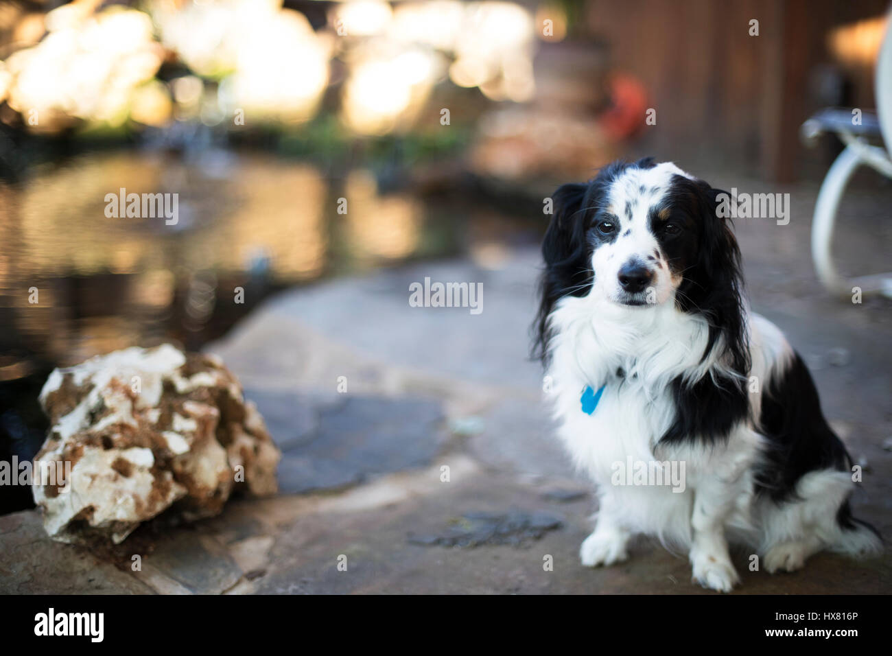 Netter Hund Gartenteich Blick in die Kamera zu sitzen. Stockfoto