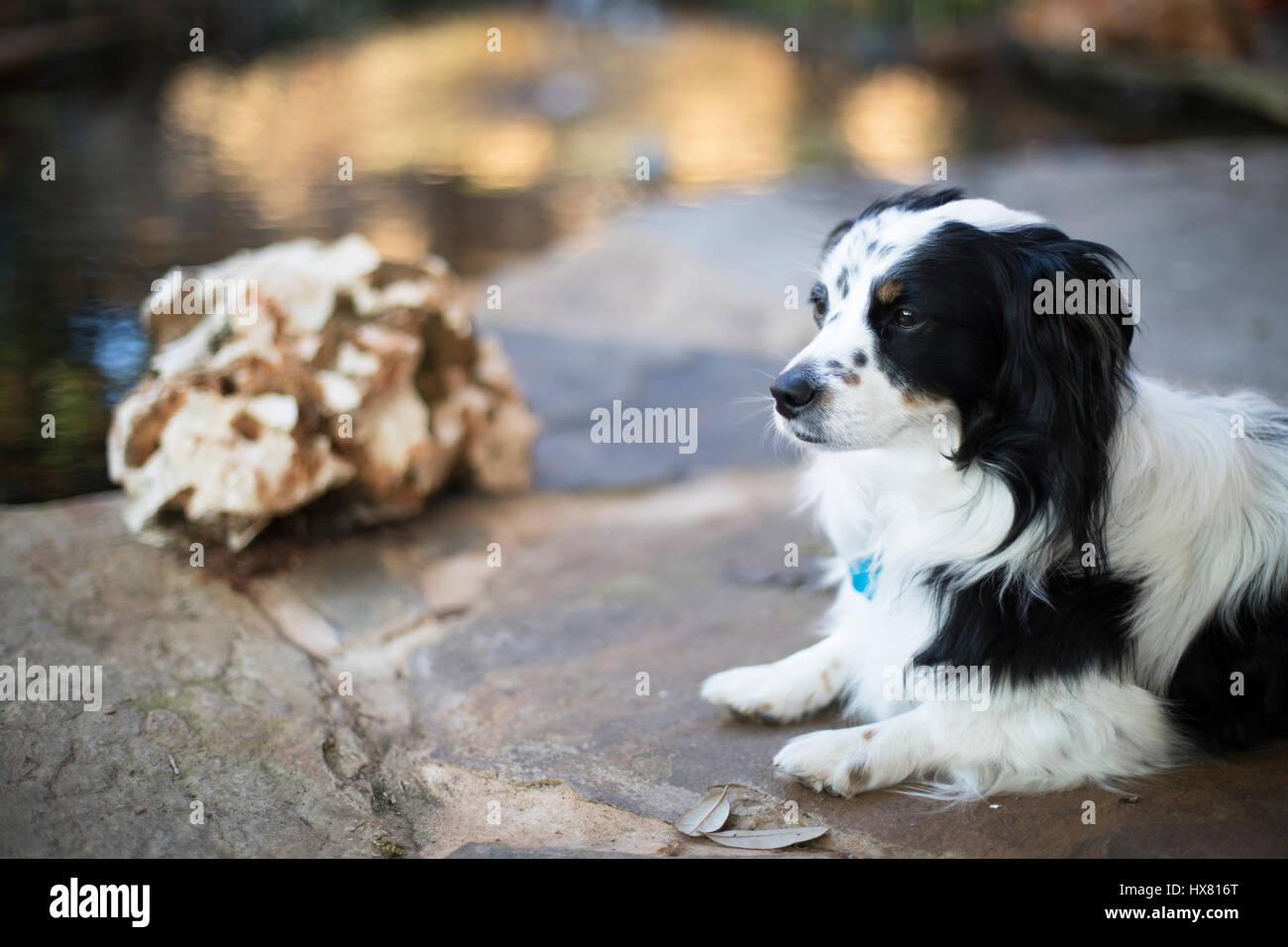 Netter Hund Gartenteich entspannen und Blick in die Ferne. Stockfoto