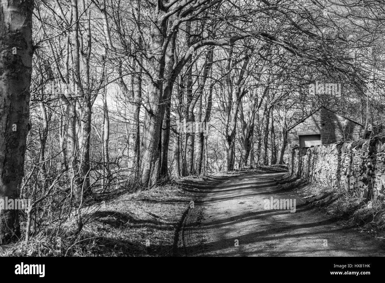 Wild in den Wäldern Ray Boswell Stockfoto