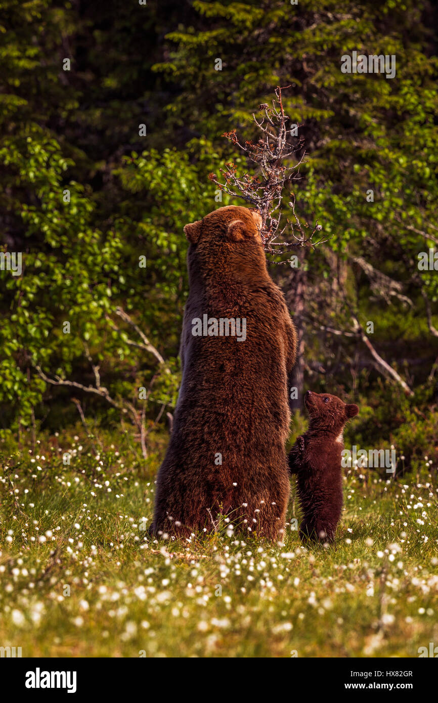 Eine weibliche Braunbären und Cub steht auf den Hinterbeinen, bei der Fütterung auf Baumharz, Kuusamo, Finnland. Stockfoto