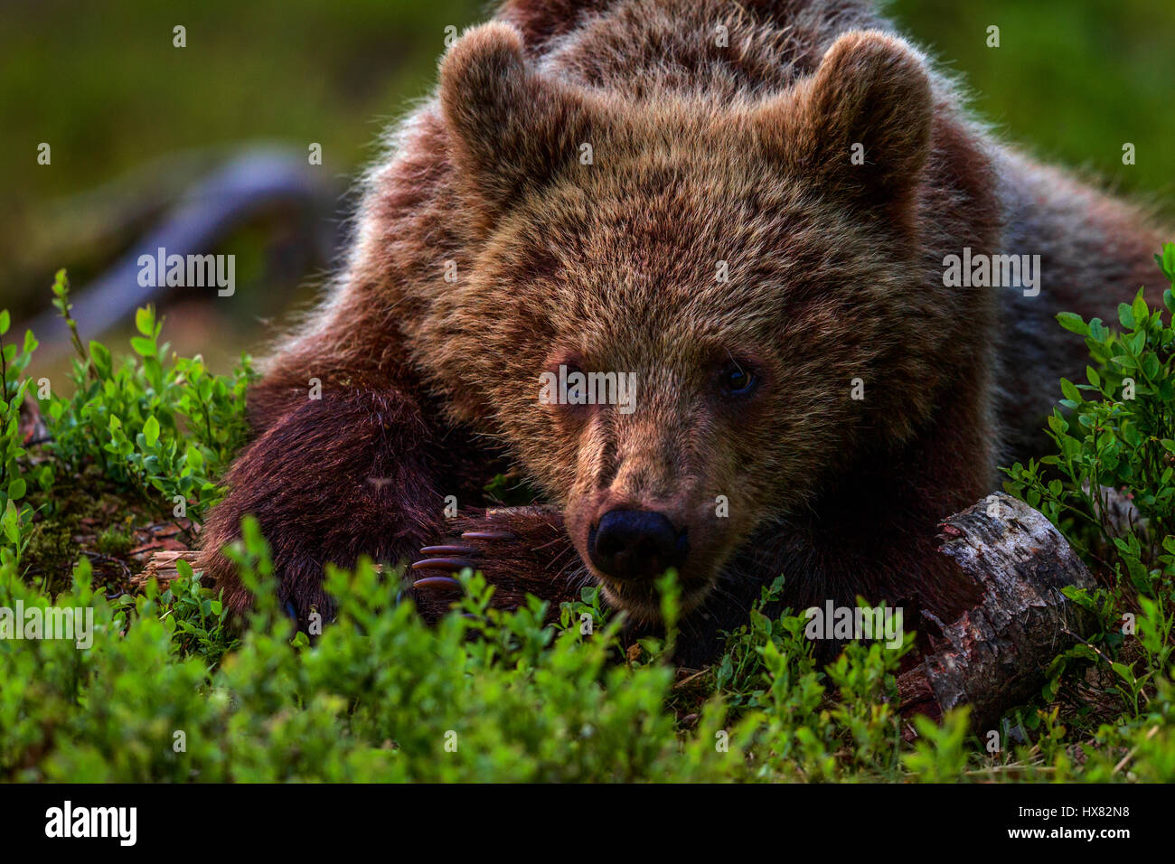 Ein ruhenden Brown Bear Cub, Kuusamo, Finnland. Stockfoto