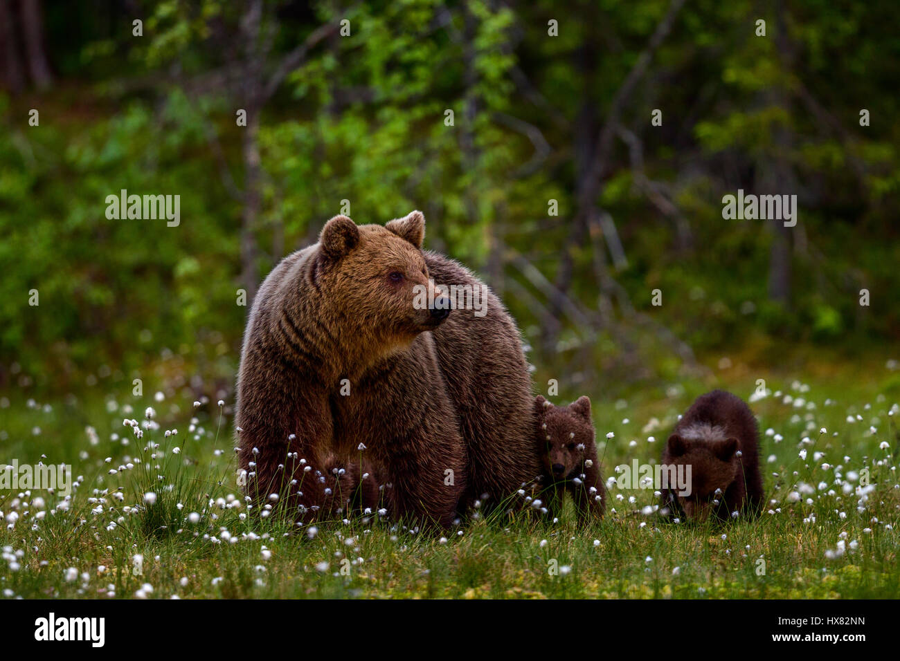 Eine weibliche Braunbären mit jungen, Kuusamo, Finnland. Stockfoto