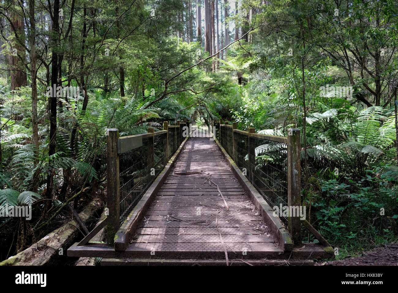 Sherbrooke fällt zu Fuß verfolgen, Dandenong Ranges National Park, Victoria, Australien Stockfoto