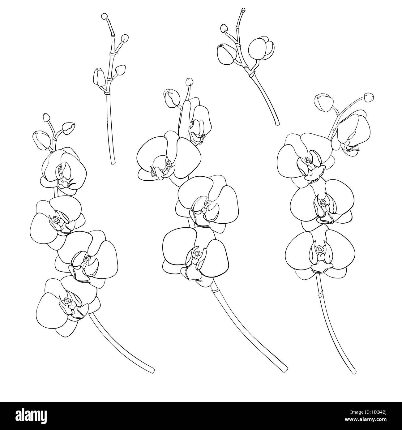 Satz von isolierten Zweige der Orchideen gezeichneten schwarzen Umriss. Auf einem weißen Hintergrund isoliert. Weiße Phalaenopsis. Handgezeichnete Vektor-Illustration. Stock Vektor