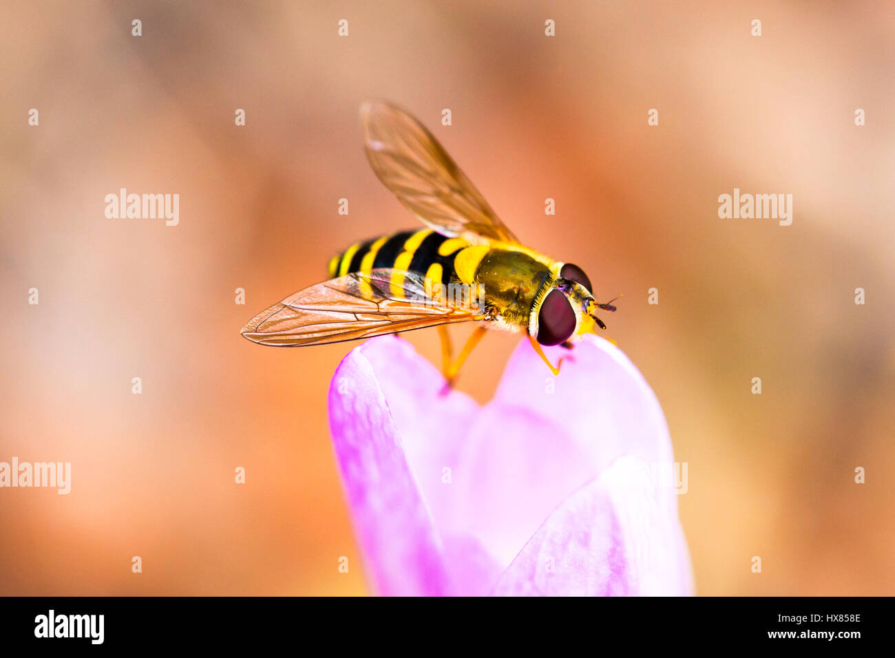 Hoverfly ruht auf einer Blume-Makro Stockfoto