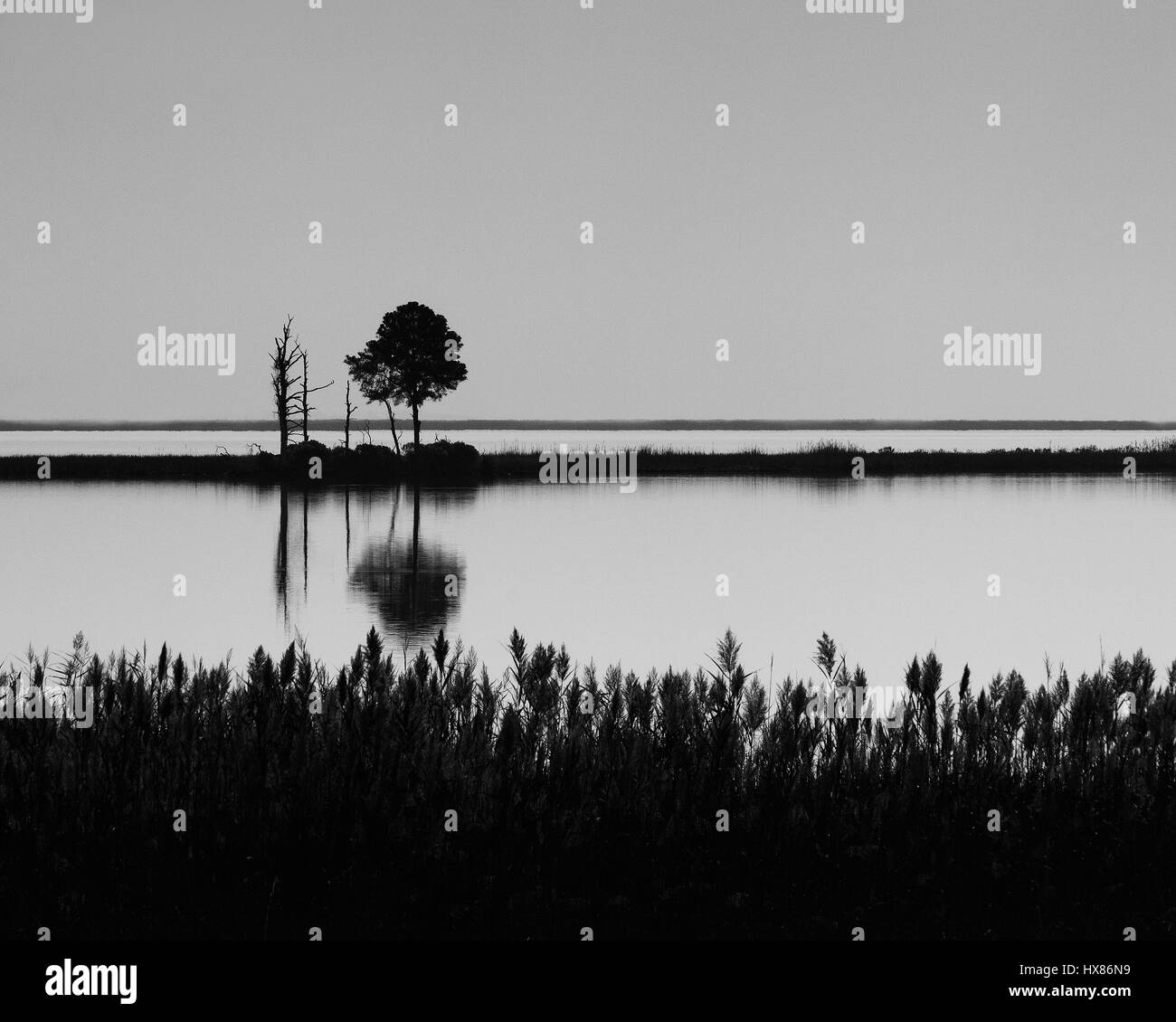 Monochromes Bild Silhouette Feuchtgebiete Insel am Blackwater National Wildlife Refuge. Stockfoto