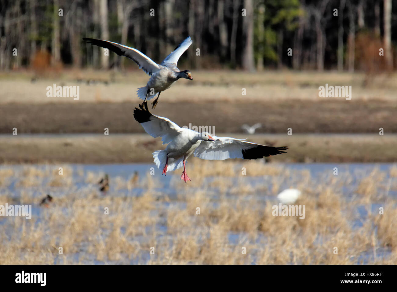 Zwei Schneegänse Landung Stockfoto