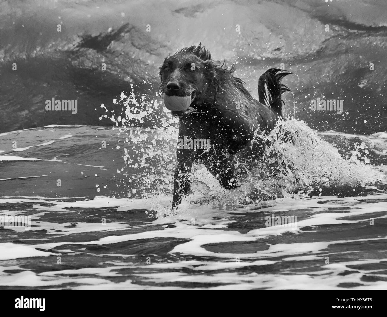 Labrador Retriever holt Ball durch Strand surfen, Monochrom Stockfoto