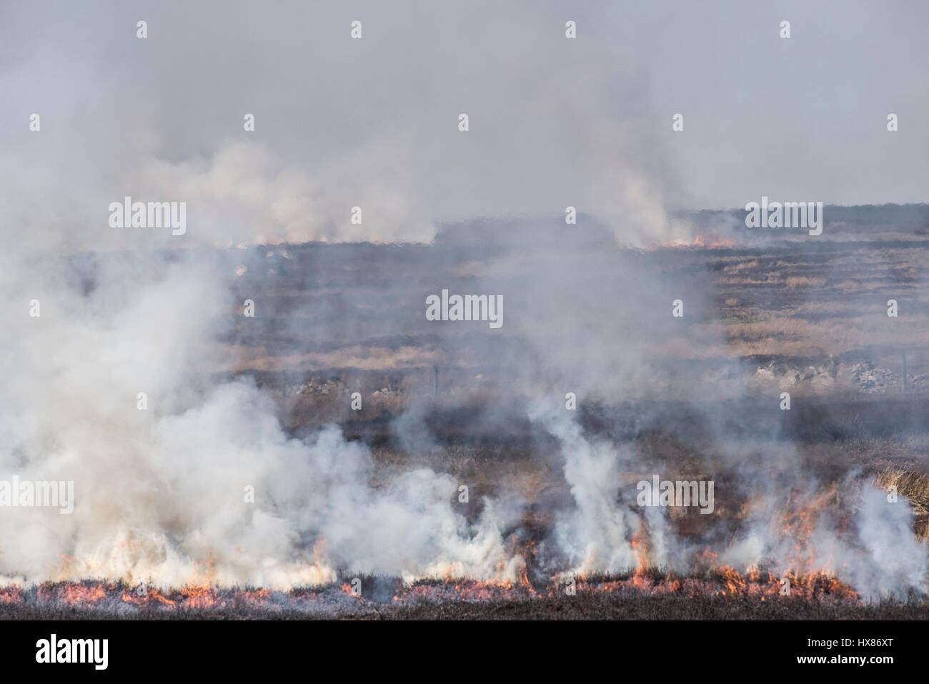 Heidekraut brennen an den Hängen des wie Tallon, Barningham Moor, Durham gesteuert. Vorbereitung des Lebensraums für Moorschneehuhn Stockfoto