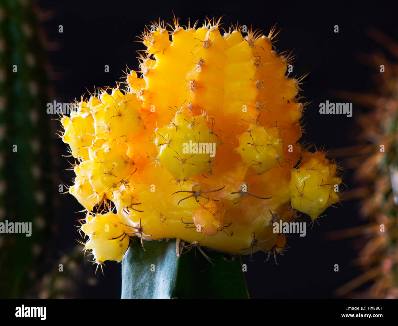 Bunt gelb Kaktus im Wintergarten Stockfoto