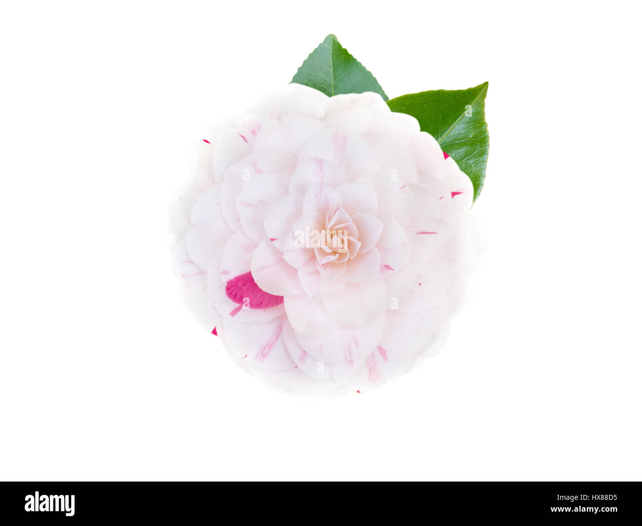 Weiß-rosa bicolor formale doppelte Form Kamelie mit Blättern isoliert auf weiss Stockfoto