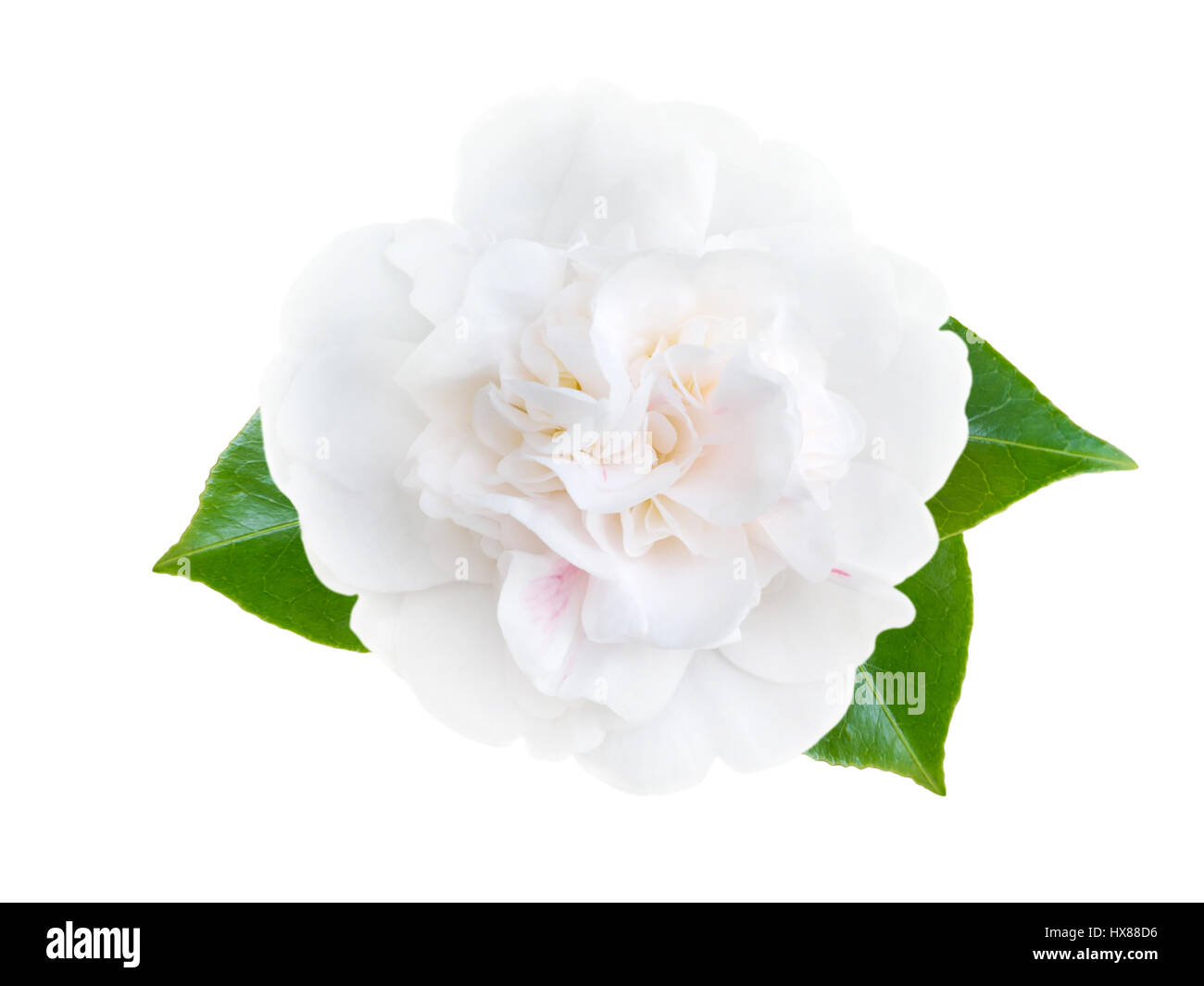 Weiße Pfingstrose Form Kamelie mit Blättern isoliert auf weiss Stockfoto