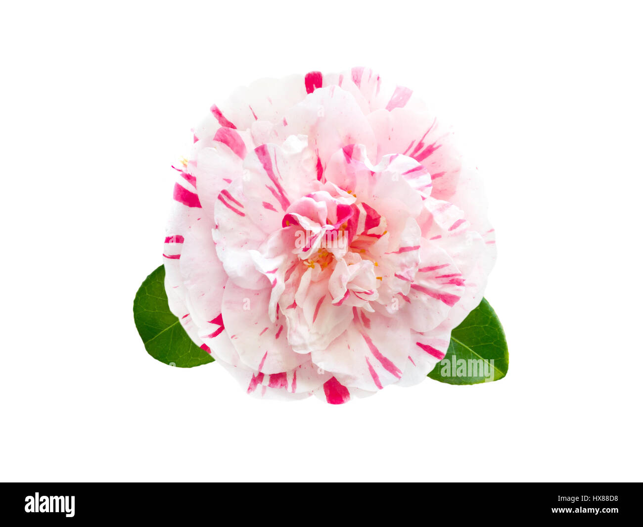 Weiß-rosa gestreifte formale Doppel Fpeony Form Kamelie mit Blättern isoliert auf weiss Stockfoto