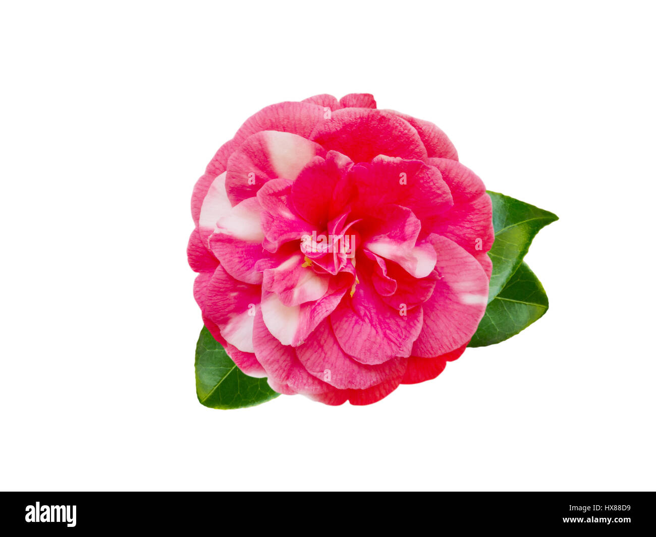 Weiß-rosa bicolor formale Doppel Fpeony Form Kamelie mit Blättern isoliert auf weiss Stockfoto