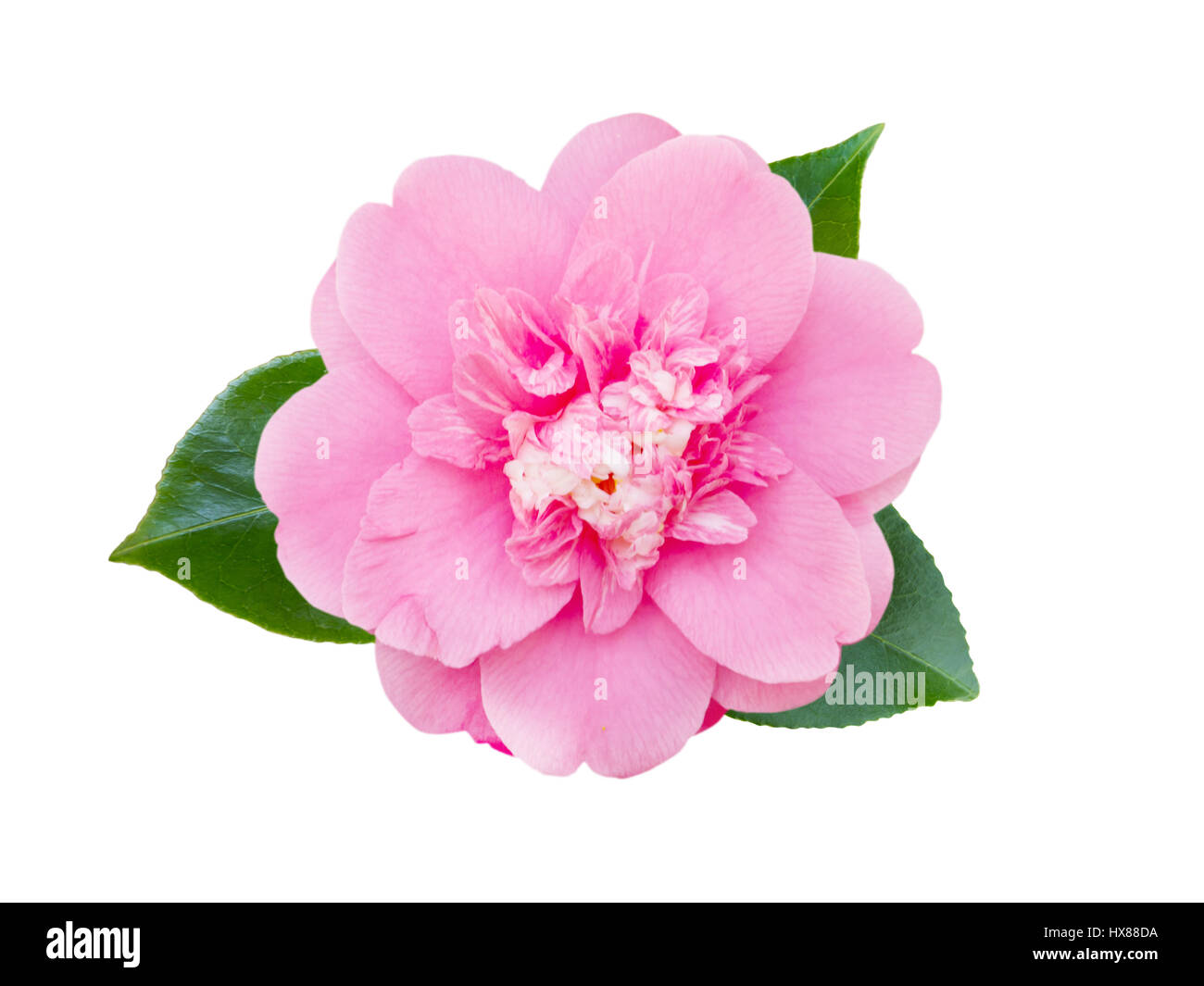 Zart rosa Anemone Form Kamelie mit Blättern isoliert auf weiss Stockfoto