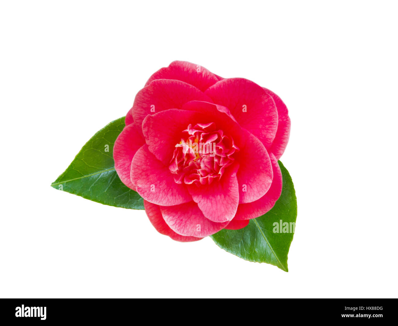 Zart rosa Anemone Form Kamelie mit Blättern isoliert auf weiss Stockfoto