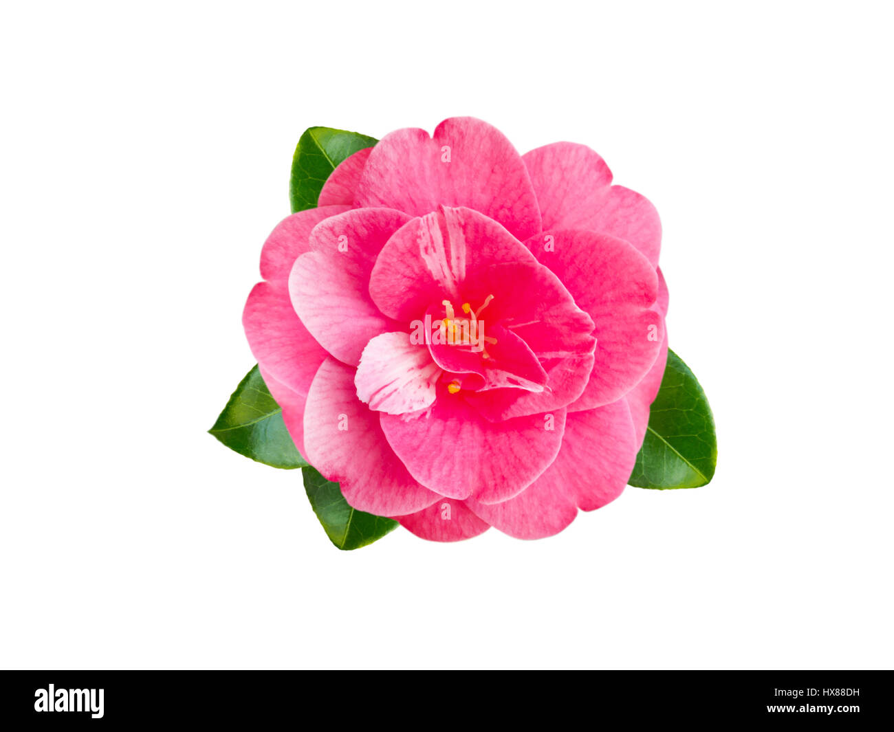 Rosa Camellia Japonica Blume mit Blättern isoliert auf weiss Stockfoto