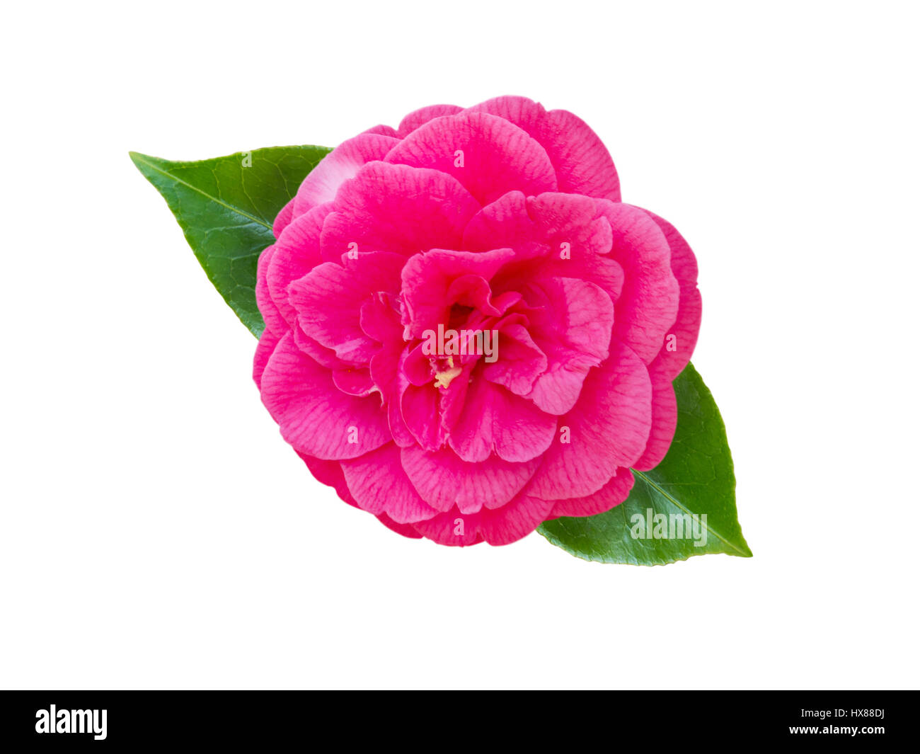 Hell rosa Pfingstrose Form Kamelie mit Blättern isoliert auf weiss Stockfoto