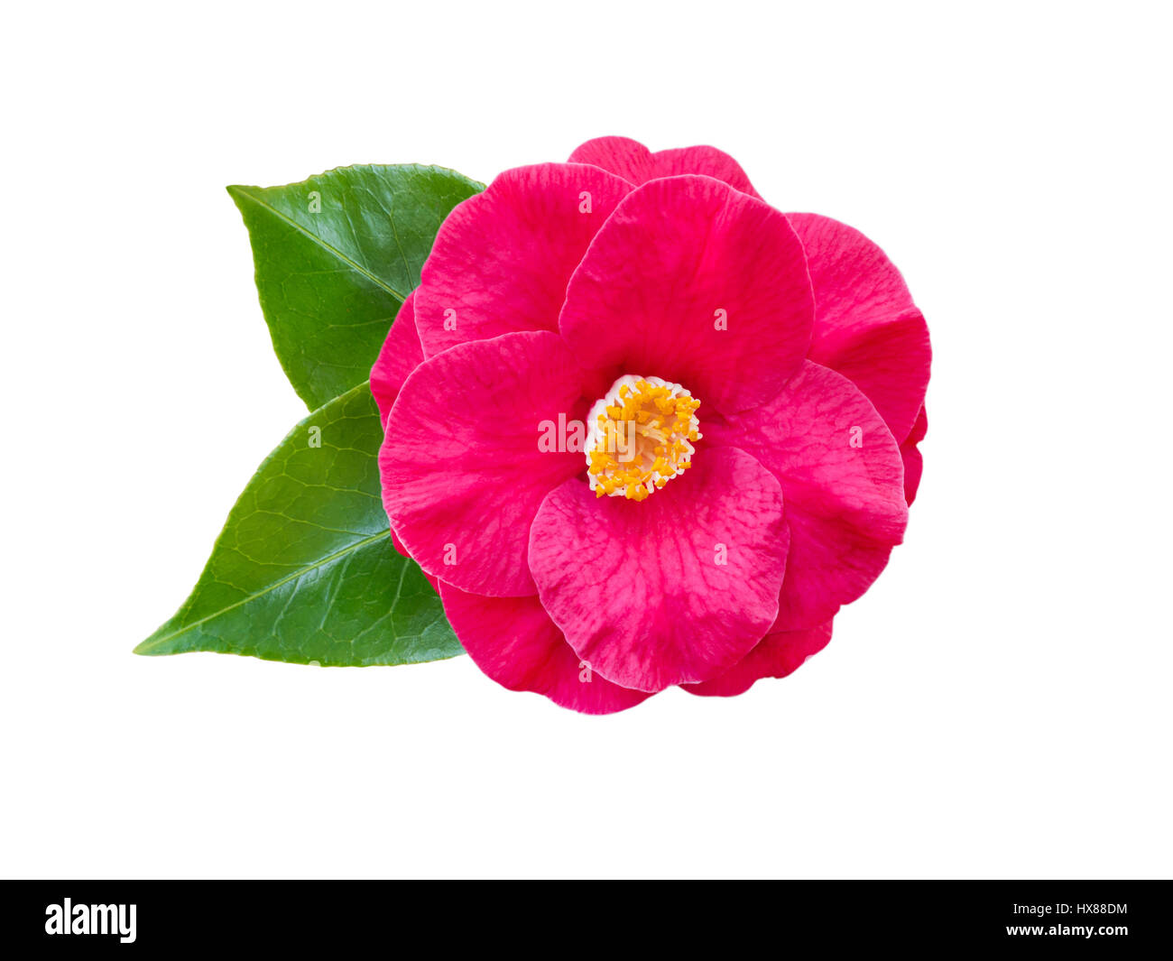 Rosa halbgefüllte Form Kamelie mit Blättern isoliert auf weiss Stockfoto