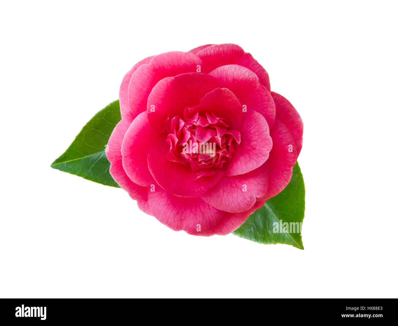 Rosa Anemone Form Kamelie mit Blättern isoliert auf weiss Stockfoto