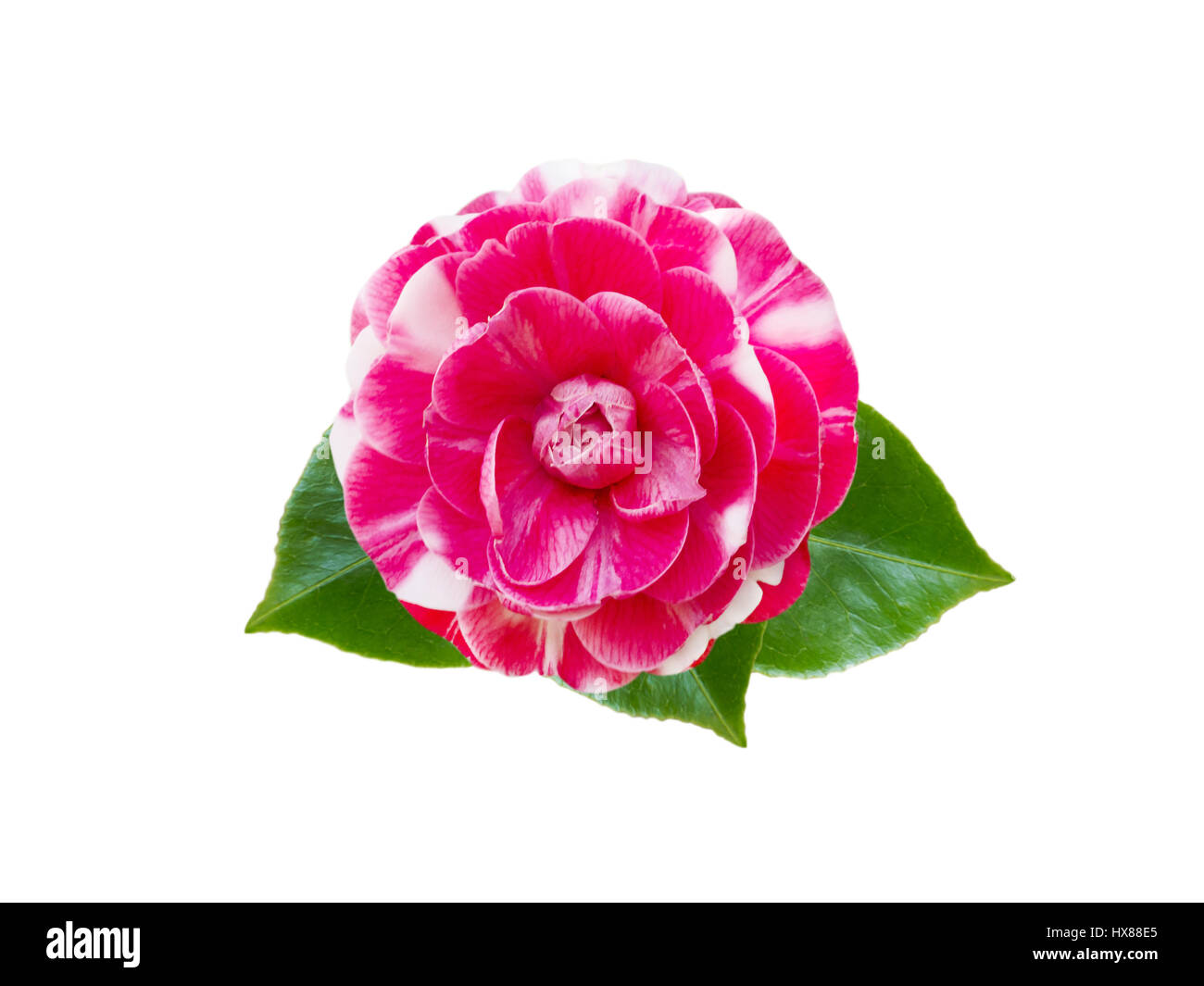 Weiß-rosa bicolor Kamelie mit Blättern isoliert auf weiss Stockfoto