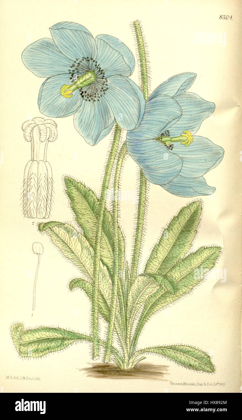 Die Meconopsis simplicifolia ist eine Mohnart aus dem Himalaya. Diese botanische Illustration aus dem 19. Jahrhundert zeigt die zarten Blüten und die unverwechselbaren blauen Blüten der Pflanze und zeigt ihre natürliche Schönheit. Stockfoto