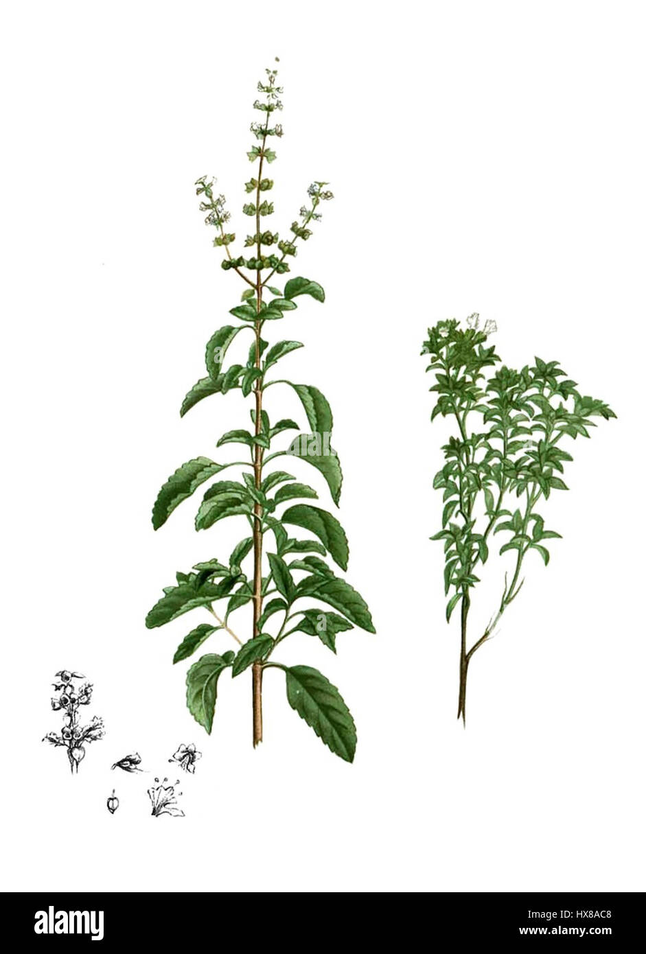 Dieses Bild zeigt eine detaillierte botanische Illustration der Gattung Ocimum, wahrscheinlich Teil einer wissenschaftlichen Studie von Blanco. Bekannt für seine aromatischen Kräuter, zu den Ocimum-Arten gehören Basilikum, das häufig in kulinarischen und medizinischen Anwendungen verwendet wird. Stockfoto