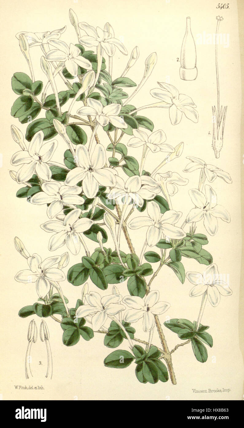Pseuderanthemum tuberculatum, dargestellt in Bot. Mag. 89. 5404 (1863), ist eine blühende Pflanze, die für ihre lebendigen Blüten bekannt ist. Die in tropischen Regionen heimische Art zeichnet sich durch ihr markantes Laub und ihre farbenfrohen Blumen aus. Stockfoto