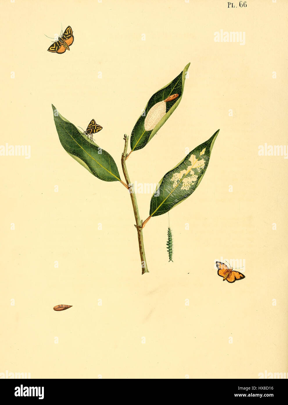 Diese botanische Platte von Sepp mit dem Titel Surinaamsche Vlinders pl 066 zeigt die Schmetterlingsart Phalaena siphana. Das Kunstwerk ist Teil einer größeren Studie über Surinams Fauna, die detaillierte Darstellungen lokaler Schmetterlinge mit wissenschaftlicher Präzision zeigt. Stockfoto
