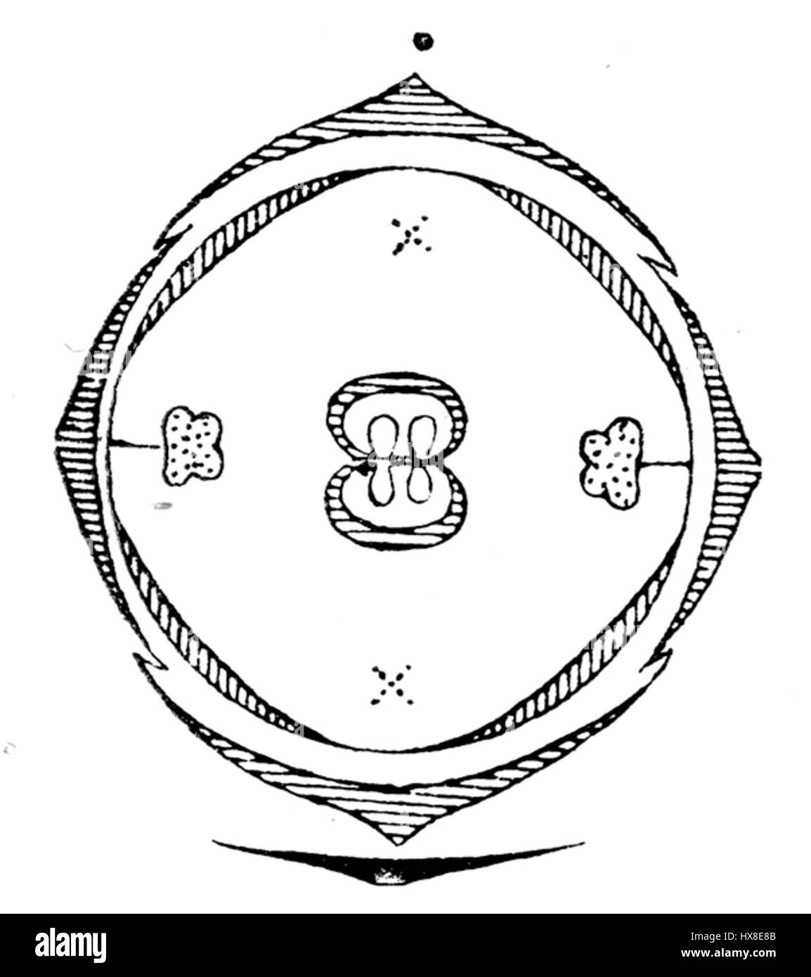 Das Blütendiagramm von Syringa vulgaris, allgemein bekannt als Flieder, veranschaulicht die Blütenstruktur und die Merkmale der Pflanze, die sowohl in der Ziergärtnerei als auch in der Botanik sehr geschätzt werden. Stockfoto