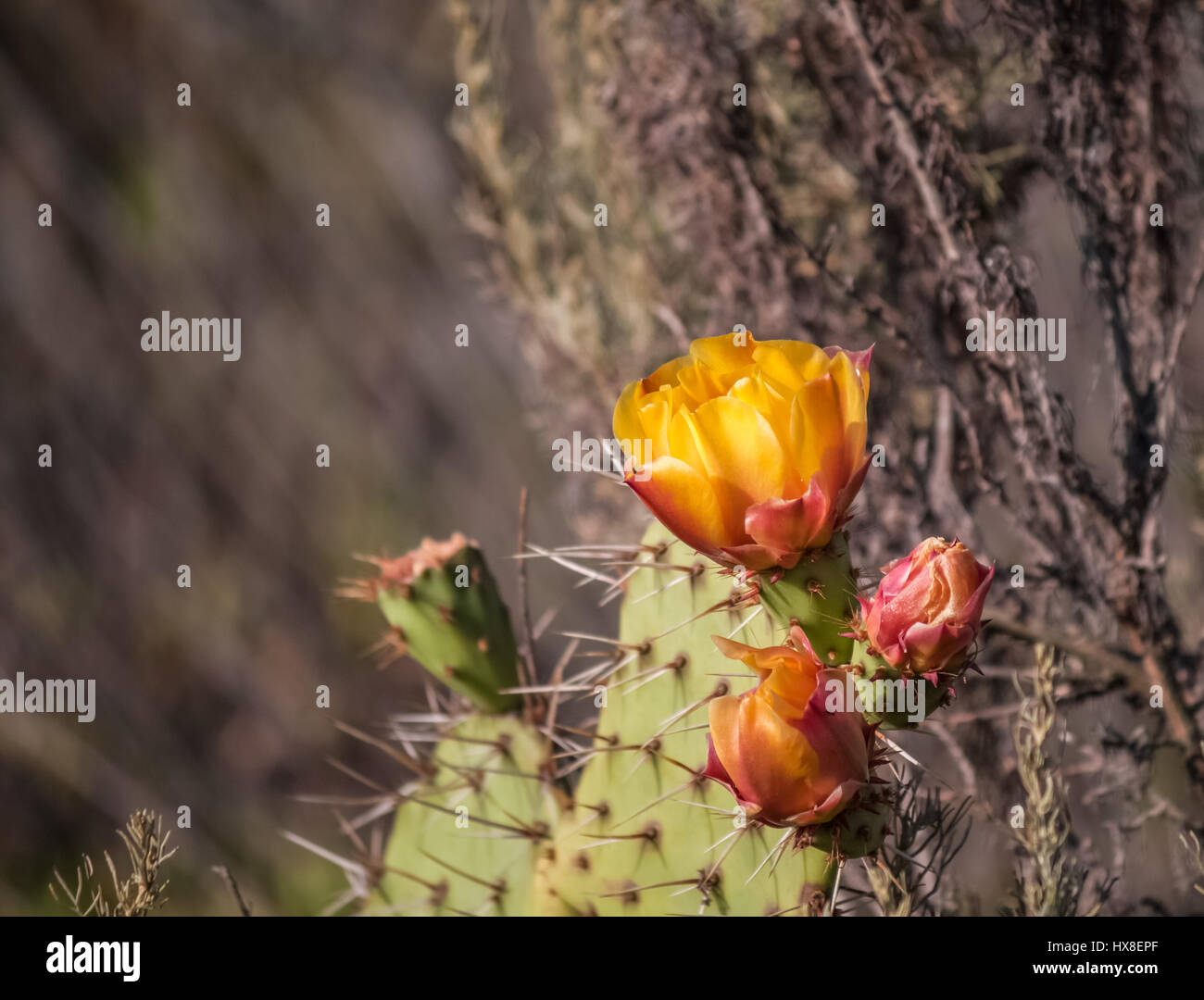 Kaktusblüten Kaktus Kaktusblüten Nahaufnahme verschwommener Hintergrund Stockfoto