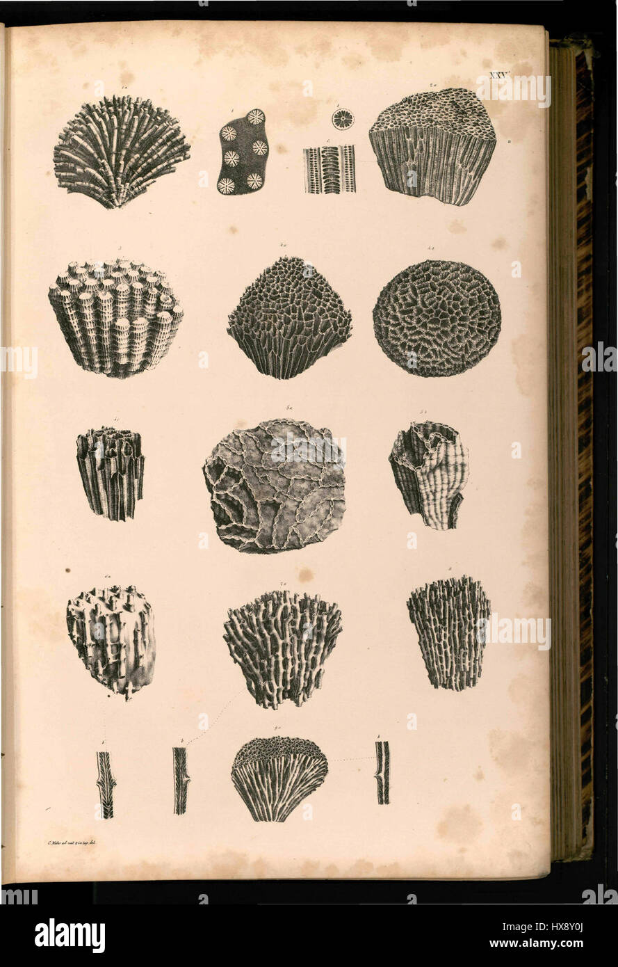 „Tafel 025“ bezieht sich wahrscheinlich auf eine nummerierte Tabelle oder ein nummeriertes Bild, möglicherweise aus einer Reihe von Abzügen oder Illustrationen. Es kann Teil einer wissenschaftlichen, botanischen oder historischen Sammlung sein, die detaillierte visuelle Informationen über ein bestimmtes Thema oder Objekt liefert. Die Zahl gibt an, dass es sich um einen Teil eines größeren Satzes handelt. Stockfoto