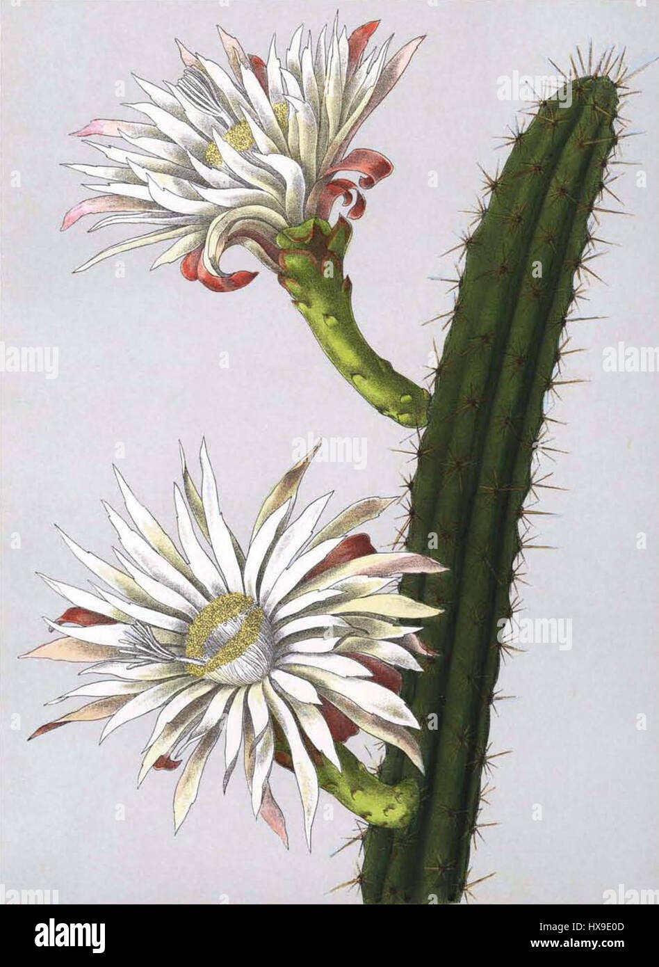 Praecereus Saxicola (Cereus Rhodoleucanthus) Bluhende Kakteen 3. 172 Stockfoto