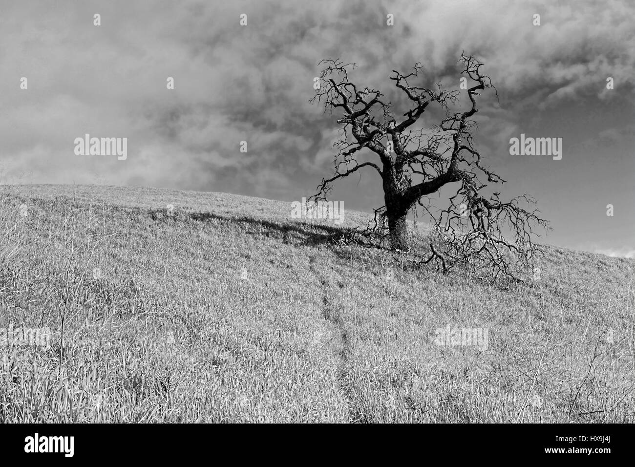 Schwarz / weiß Darstellung von Tal Eiche auf einem Rasen Hügel Weide in Vacaville, Kalifornien, USA.  Im Central Valley Chaparral, die origina Stockfoto