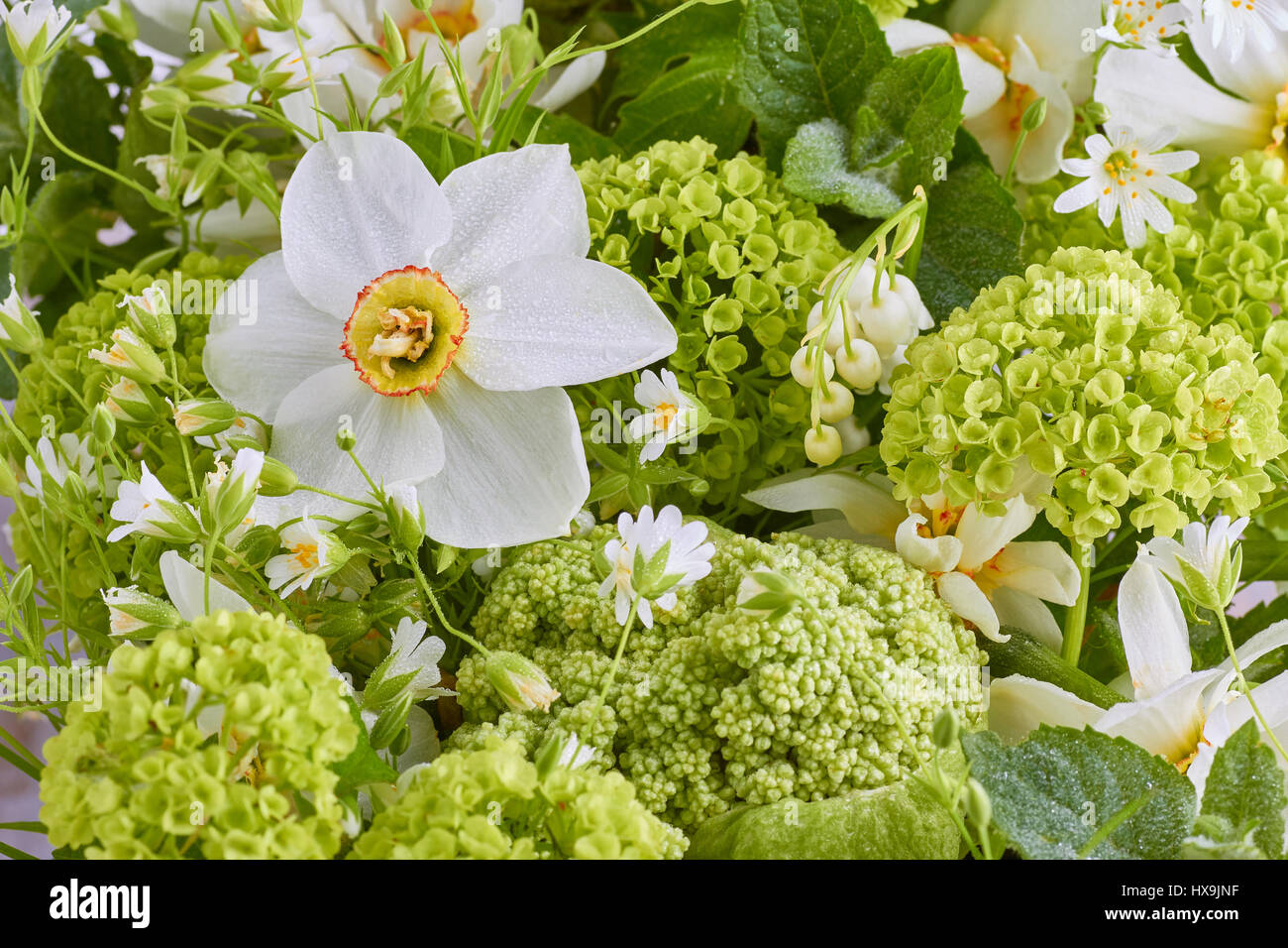 Nahaufnahme von verschiedenen frischen Frühlingsblumen Stockfoto