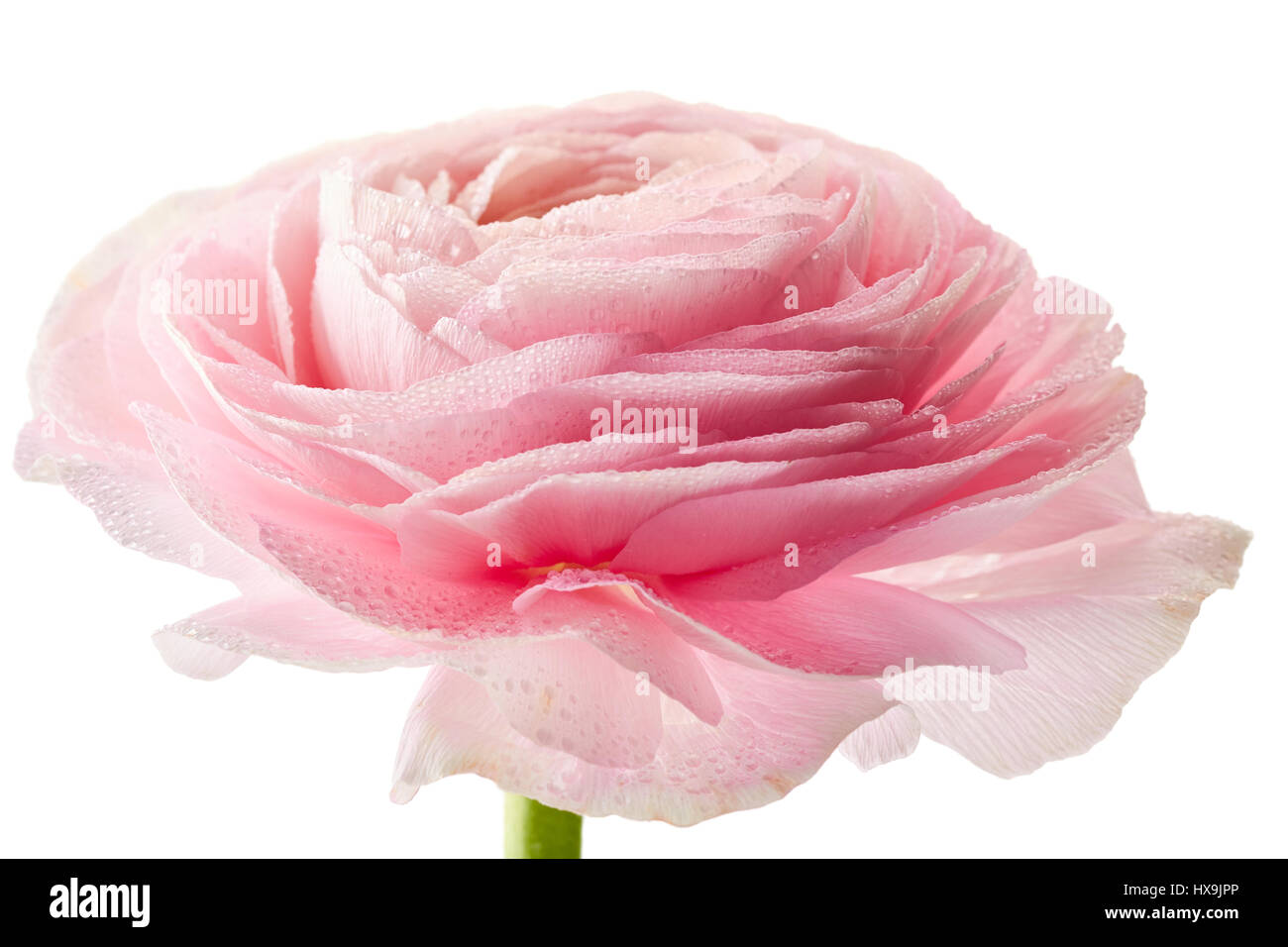 Frische Ranunkel Blüte mit Wassertropfen auf weiß Stockfoto