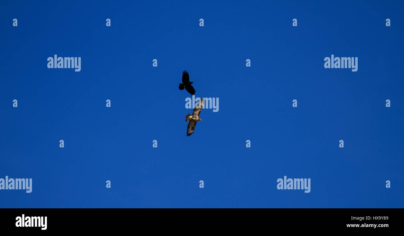 Dundee, Tayside, Schottland. 26. März 2017. UK-Wetter: am 1. Tag des Sommers und eine schwarze Krähe jagt ein Bussard im Mittlerflug Kampf hoch über Dundee Himmel heute. Bildnachweis: Dundee Photographics /Alamy Live-Nachrichten Stockfoto
