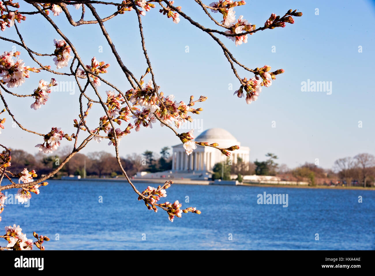 Eine japanische Blüte Kirschbaum vor Spitze Blüte mit dem Jefferson Memorial im Hintergrund entlang der Tidal Basin auf der National Mall in Washington, D.C. am 22. März 2017. Stockfoto