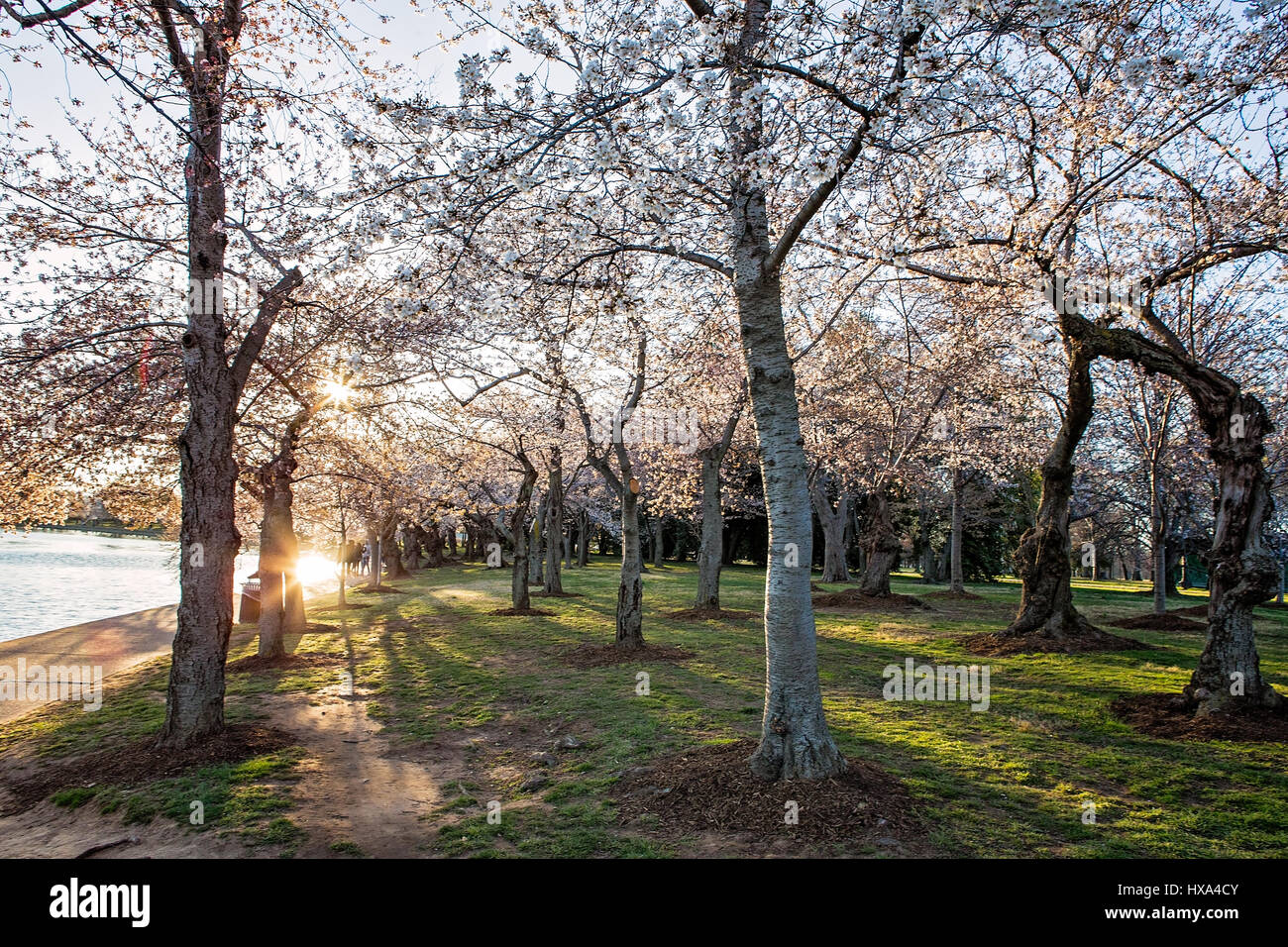 Japanische Kirschblüte Bäume vor dem Gipfel blühen entlang der Tidal Basin auf der National Mall in Washington, D.C. am 22. März 2017. Stockfoto