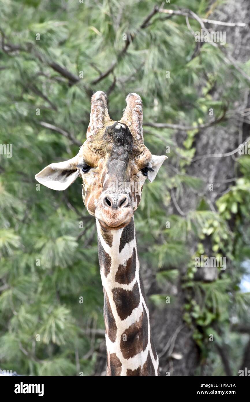 Netzartige Giraffe (Giraffa Plancius Reticulata) im Zoo von Baltimore Stockfoto