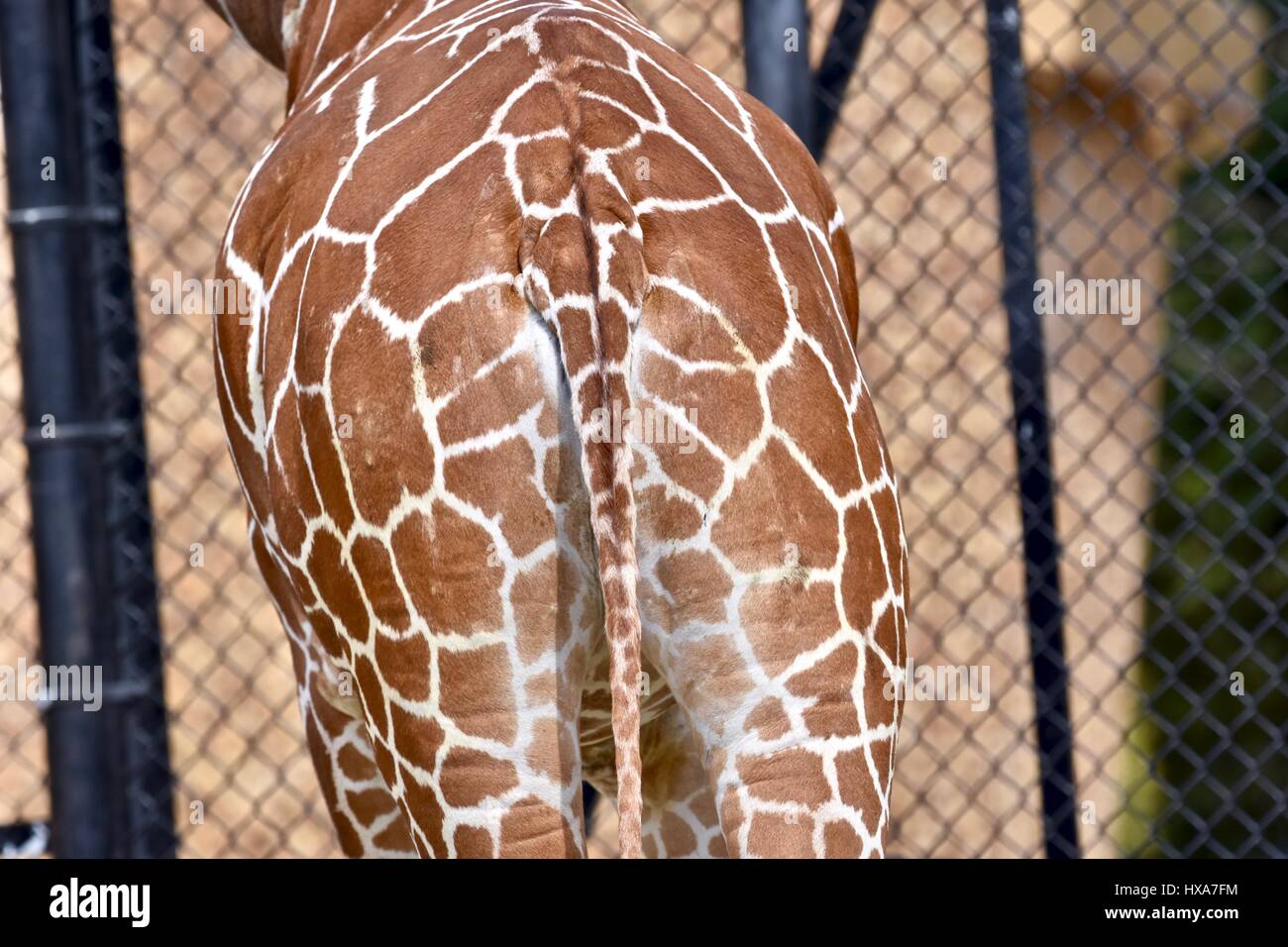 Netzartige Giraffe (Giraffa Plancius Reticulata) im Zoo von Baltimore Stockfoto