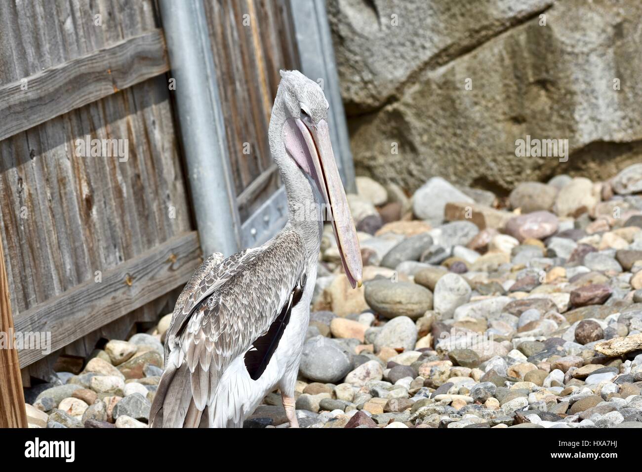 Pelikan (Pelecanus) Fuß in der Nähe der Küste Stockfoto